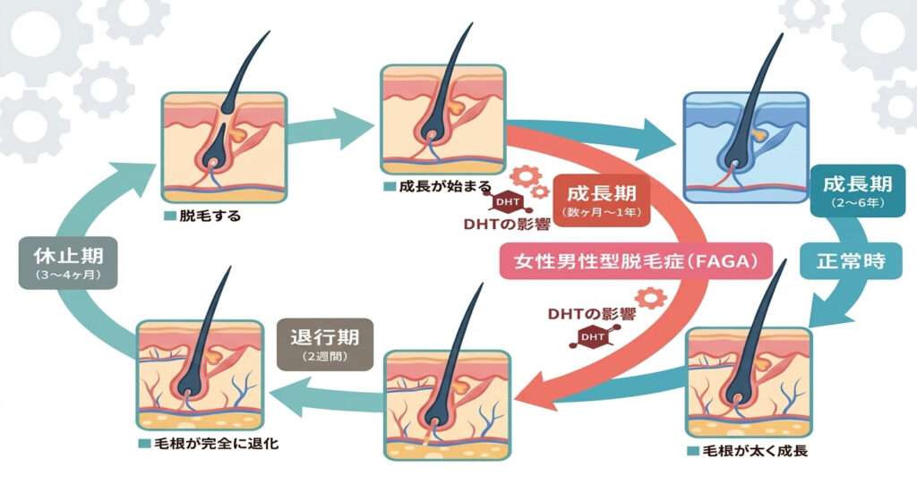FAGAのヘアサイクルを図にしました。