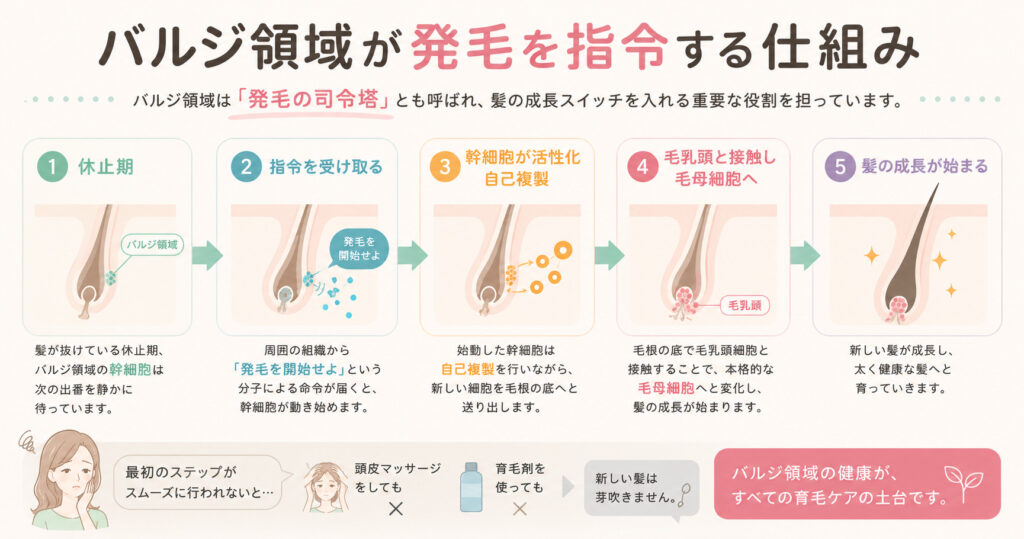 バルジ領域が発毛を指令する仕組みをhitotema salonの中尾沙織が図で解説しています。