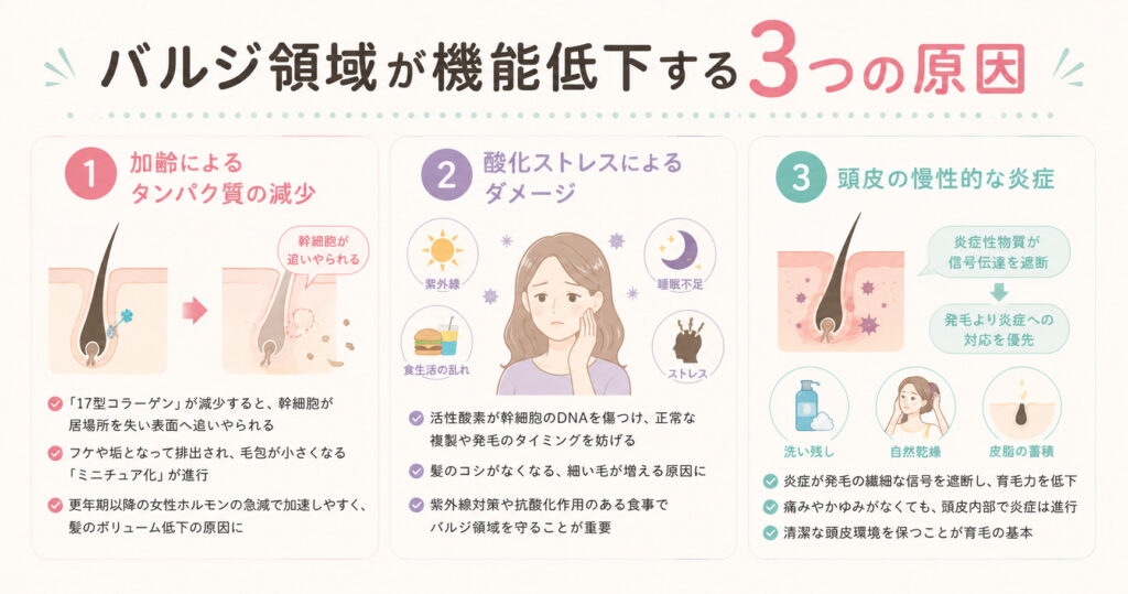 バルジ領域が機能を低下する3つの原因を図でまとめました！hitotema salonの中尾沙織が図で解説しています。
