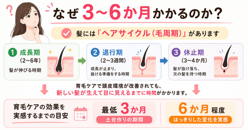 髪の生え変わりになぜ3か月～6か月かかるのでしょうか？図で解説しております