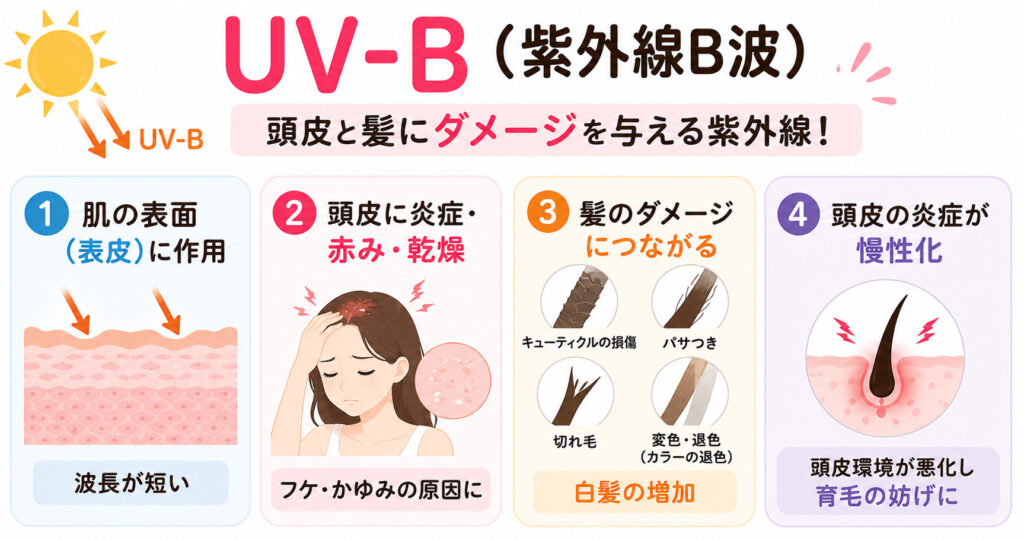 UV-Bの説明を図解しております。
